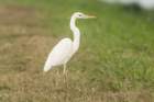 dsc03802_small.jpg