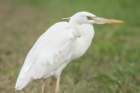 dsc03807_small.jpg