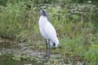 dsc03823_small.jpg