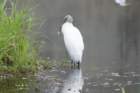 dsc03825_small.jpg