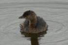 dsc03860_small.jpg