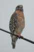 dsc03922_small.jpg