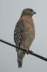 dsc03931_small.jpg