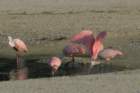 esterolagoon07072015dsc06912_small.jpg