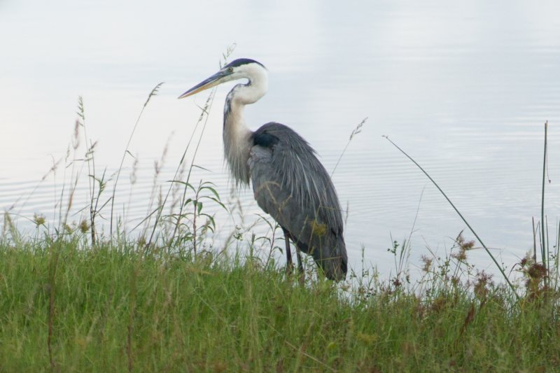 Myakka River SP - 06-26-2015 DSC0654207 myakkariversp06262015dsc0654207.jpg