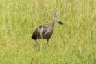 myakkariversp06262015dsc0654208_small.jpg