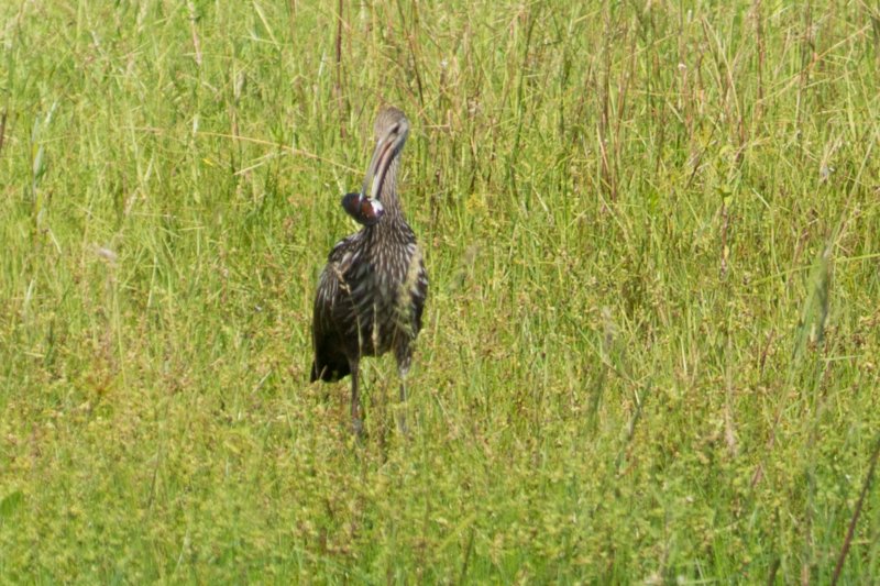 Myakka River SP - 06-26-2015 DSC0654209 myakkariversp06262015dsc0654209.jpg
