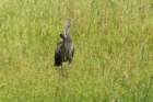myakkariversp06262015dsc0654209_small.jpg