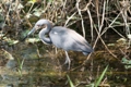 2016-05-15_sawgrass_lake_county_park.jpg