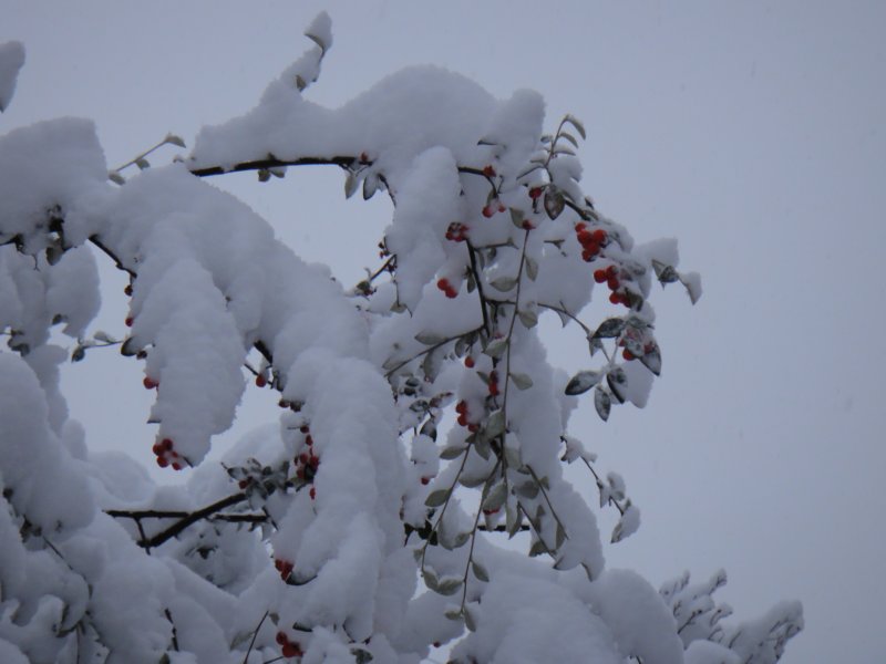 DSC00889 dsc00889.jpg