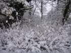dsc00908_small.jpg