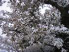 dsc00909_small.jpg