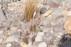 dsc07988_small.jpg