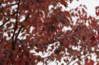 dsc02924_small.jpg