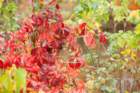 dsc02959_small.jpg