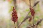 dsc02974_small.jpg