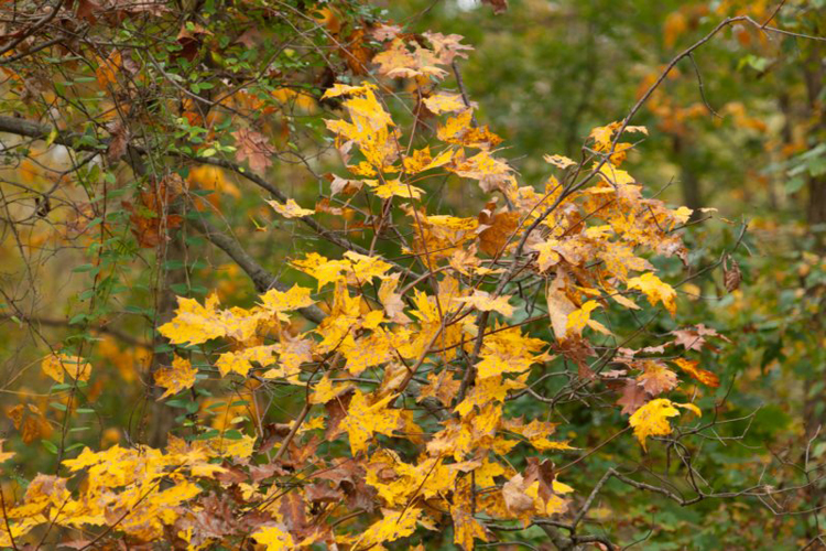 DSC02977 dsc02977.jpg
