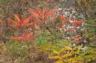 dsc03028_small.jpg