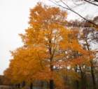 dsc03235_small.jpg