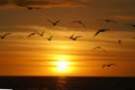 sunset_20071000_st_pete_beach2_small.jpg