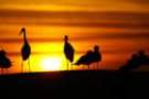 sunset_20071000_st_pete_beach4_small.jpg